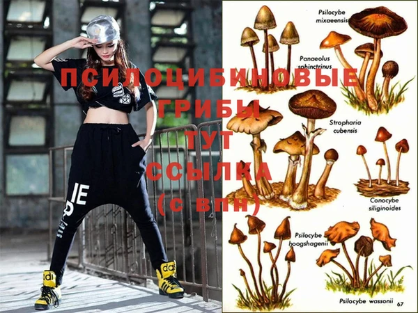 PSILOCYBIN Кропоткин